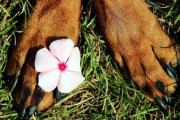 うちの犬は家族の誰かが寝込んでたりすると、散歩先の花を口で摘んでそのまま帰宅する