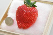 日本の超高級イチゴの値段に世界が驚く！←「どんな味がするの？」（海外の反応）