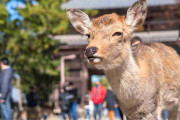 高市早苗氏「外国人が奈良公園のシカを蹴る」発言を称賛する人が知らない、キックより残忍な“日本人のシカ虐待”