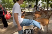 【動画】 撮影者『奈良公園のシカに蹴りを入れる中国人が酷すぎる！！』⇒ 検証した結果、中国人ではなく日本人でした・・・