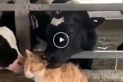 「まさに猫ウォッシュ！」牛たちになめ回されるニャンコ 海外の反応
