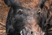 【生態系】野ブタが増えすぎて深刻な問題に、米国では外来種　35州に約600万頭