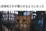 【動画】刑務官「更生したら猫の里親になれる。しなければ猫は殺処分」囚人「更生します」