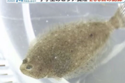 【画像】小学生が「命の授業」クラスで8ヶ月育てたヒラメを食べる？逃がす？→