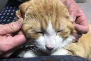 ワイが拾った野良猫くん、無事去勢終わり本日生還（※画像あり）