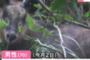 罠にかかったニホンカモシカを助けようとした男性、ツノで刺され死亡　国の天然記念物も殺処分に