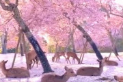 外国人「満開の桜と奈良の鹿がまるでディズニーのお姫様みたいだ！」