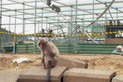 サルの檻を壊して、70頭いたサル全部を逃がした高校生を逮捕。千葉県富津市の高宕山自然動物園