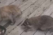 ネコの餌をアライグマが狙っていた。お前にはやらん！ 隙あり♪ → こうなる…