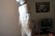 【再掲】【動画】 ねこの完璧な立ち姿