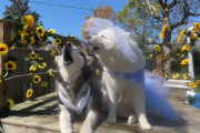仲良しマラミュートとハスキーがついに結婚♪家族みんなで祝う素敵なワンちゃんたちの結婚式