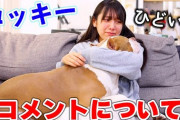 【炎上】“世界で最も危険な犬種”を飼育するYouTuberりくChannel、心ない批判コメントに涙