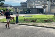 【画像】晴れたから奈良公園に来てる