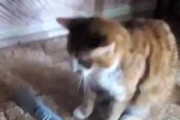 【ネコ】 掃除機のスイッチを入れる。ブオォォオォ♪ 負けないぞぉ！ → うちの猫はこうなります…