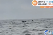 【悲報】東京湾、トド・クジラに続きイルカ100頭が押し寄せるｗｗｗｗｗｗｗｗｗｗ