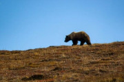 【動画】クマ対策、熊スプレーで充分だった