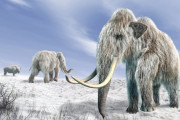 【朗報】マンモス、蘇るのも間近か