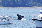 ボートを執拗に攻撃してくる“狂った”シャチが現る　研究者も困惑　スペイン・ポルトガル