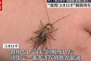 【画像】コオロギ、ガチで美味そうｗｗｗｗｗｗ