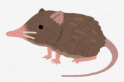 国内では北海道だけに生息する「トウキョウトガリネズミ」　展示会が開催される