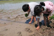 学校での「田植え体験」は必要か？　「大変さを植えつけないで」「経験は大切」とSNSで賛否両論…ご近所や保護者からはクレームも