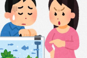 【悲報】アクアリウムとかいう最高の趣味、嫁受けが最悪　なぜなのか・・・