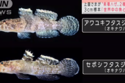 【朗報】 上皇陛下「新種のハゼを二種類見つけたよ～」