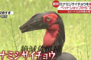 【悲報】千葉の謎の大型肉食鳥、ペットショップから一年半も前に逃亡したものと判明