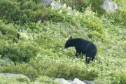 【動画】日本人登山者さん、クマの奇襲に神パリィを決め撃退