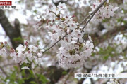 【悲報】韓国人「韓国で今年も全国の『桜祭り』は中止を決定！」　韓国の反応