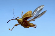 飛ぶために羽を広げた11種の昆虫たちのスーパースローモーション映像。