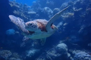青い世界で癒やされ感倍増。ウミガメとの遭遇