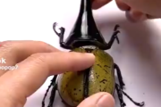 【悲報】カブトムシ、「魔改造」されてとんでもない姿になってしまうｗｗｗｗ