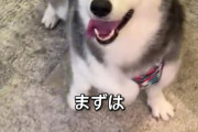 【悲報】YouTube「色んな犬とコーギーを交配させた結果」←コメント欄大荒れｗｗｗｗ