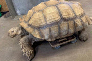 足を怪我して歩けなくなったケヅメリクガメ、スケートボードで動き回れるようになる　ドイツの動物園