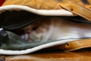 友人が部屋に遊びに来たんだけど、バッグの中には猫が入ってた。友「なんか可愛い子がいる～」私「何で連れてきたの？」友「いや、この子…」