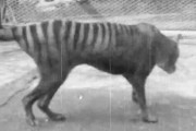 「最後の」フクロオオカミ、85年前の映像公開　豪