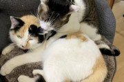 【ねこ画像】先住猫さんに暖めてもらう新入りの保護猫さん…猫団子になる日も近そうですねwww