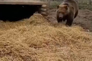 【動画】🐻「あっ！ニンゲンさんだ♪ニンゲンさん♪あそぼっ！あそぼっ！」