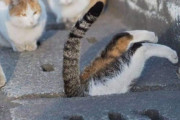 外国人「日本の猫が変な格好で地下に潜ってるんだけど…」