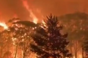 海外「オーストラリアの山火事で5億近くの動物が死亡」