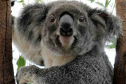コアラの「顔認証」研究開始 豪大学