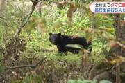 秋田でバスを待っていた女子高校生がクマに噛まれる　計4人が負傷、同じクマか
