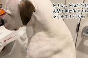 ボク男の子やし人間ってこうやし。犬が立ちション！しかも猫のトイレに！