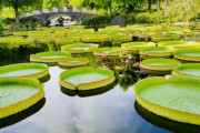 「花好き必見！草津市・みずの森で見ることができるオシャレなヒヤシンスの庭園」
