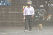 さっき雨の中散歩してきたけど、柴が明らかに体とか顔とか痒そうにして不愉快そうだった
