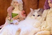 【ねこ画像】飼い主さんの椅子を占領する猫さん…絶対に退かぬ！というお顔ですwww