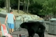 【動画】クマサン　BBQパーティーからから追い出される