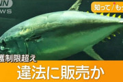 【横浜】産地不明の「闇マグロ」が流通