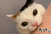 飼い主の腕を突然カプッ！とかんだ猫、その後にとったリアクションがドラマチックすぎた